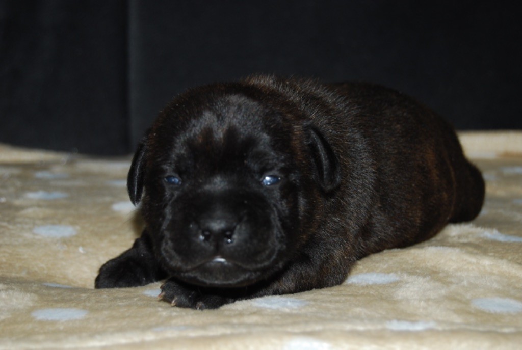Zadatis - Chiot disponible  - Staffordshire Bull Terrier