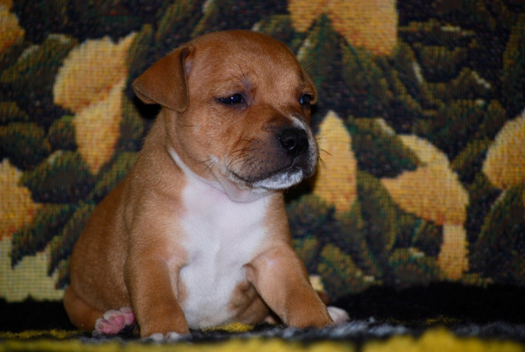 Zadatis - Chiot disponible  - Staffordshire Bull Terrier