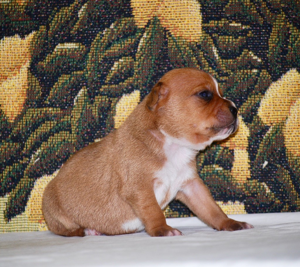 Zadatis - Chiot disponible  - Staffordshire Bull Terrier