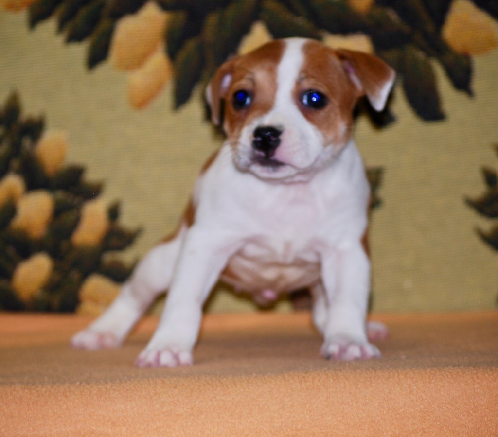 Zadatis - Chiot disponible  - Staffordshire Bull Terrier