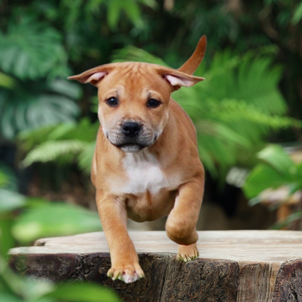 Zadatis - Chiot disponible  - Staffordshire Bull Terrier