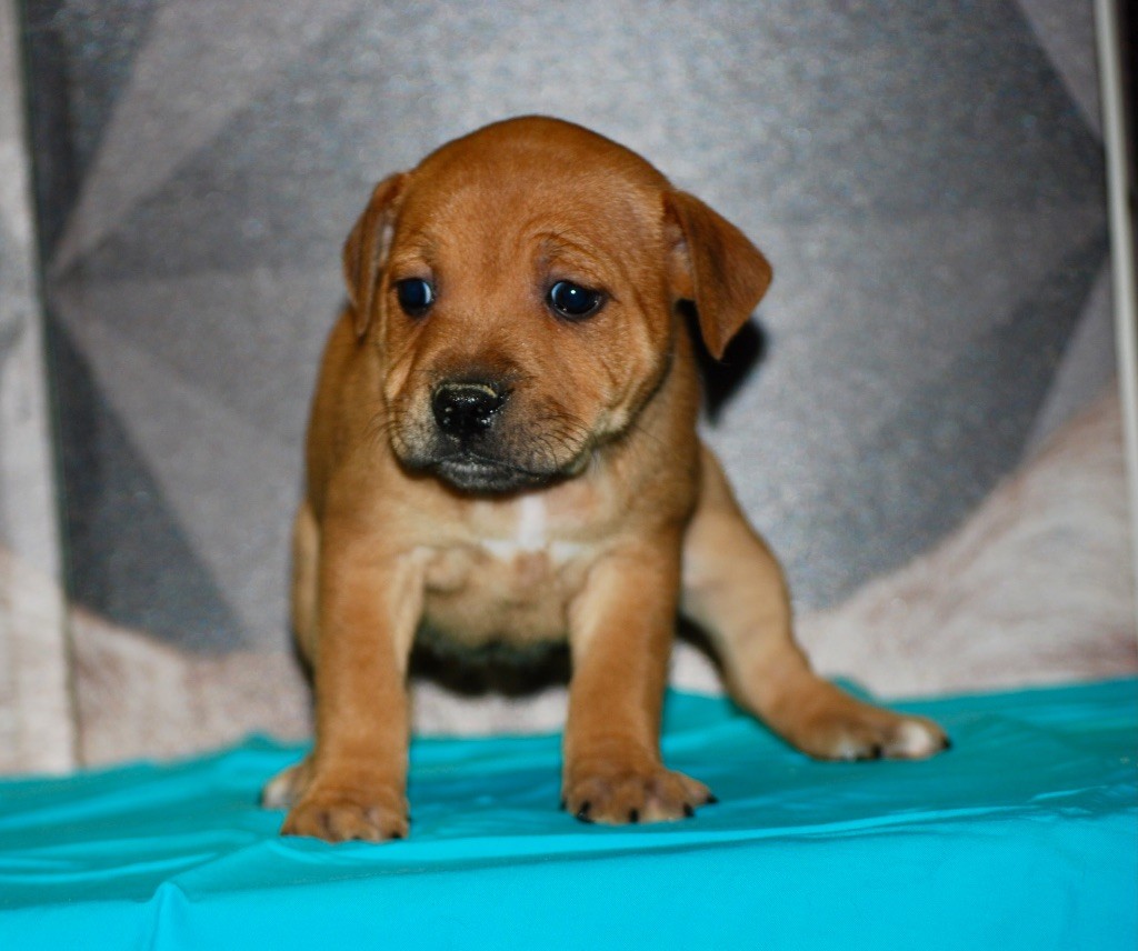 Zadatis - Chiot disponible  - Staffordshire Bull Terrier