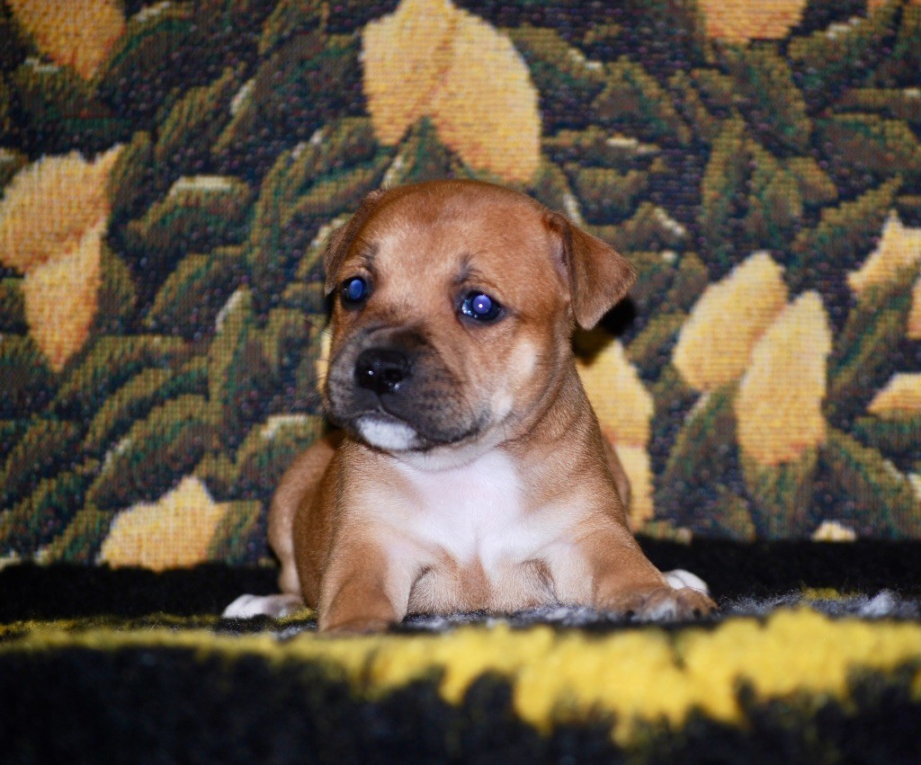 chiot Staffordshire Bull Terrier Zadatis