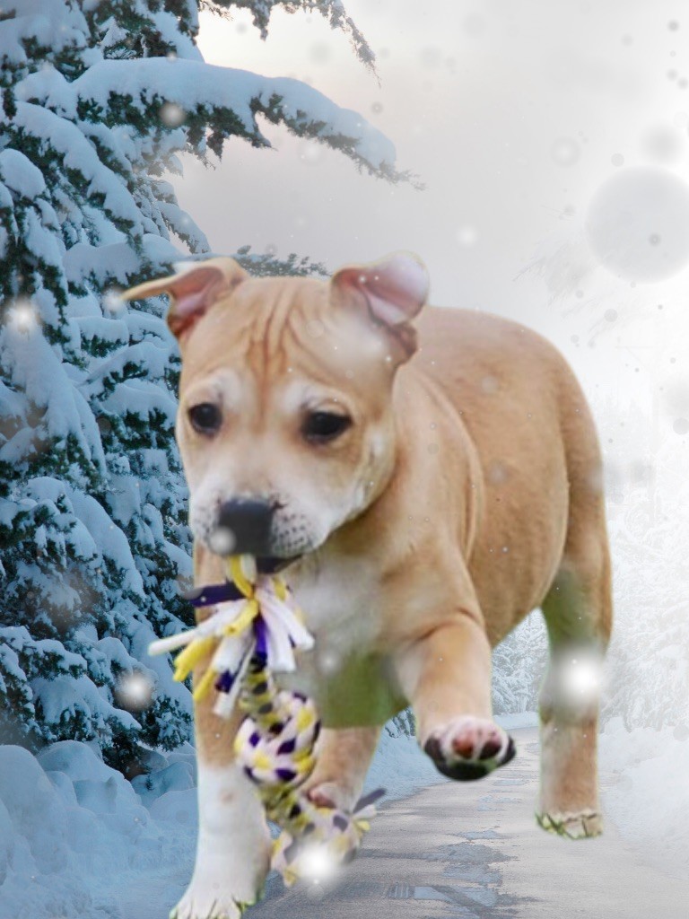 Zadatis - Chiot disponible  - Staffordshire Bull Terrier