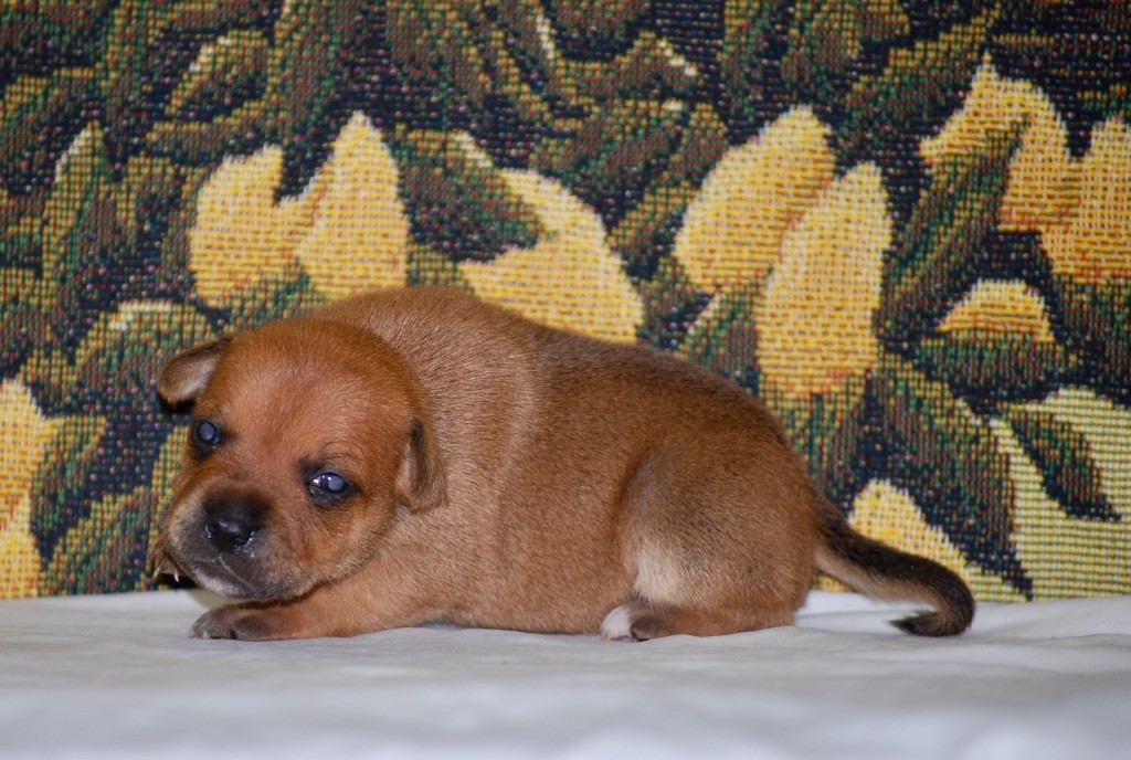 Zadatis - Chiot disponible  - Staffordshire Bull Terrier