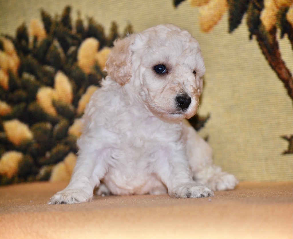 Zadatis - Chiot disponible  - Caniche