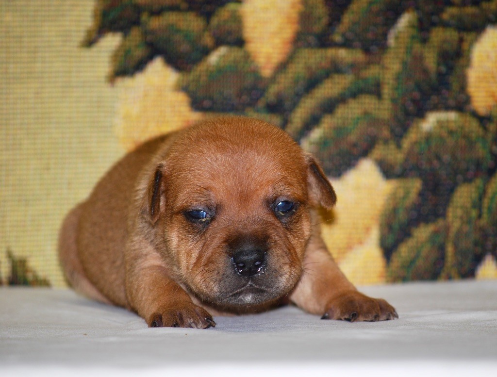 Zadatis - Chiot disponible  - Staffordshire Bull Terrier