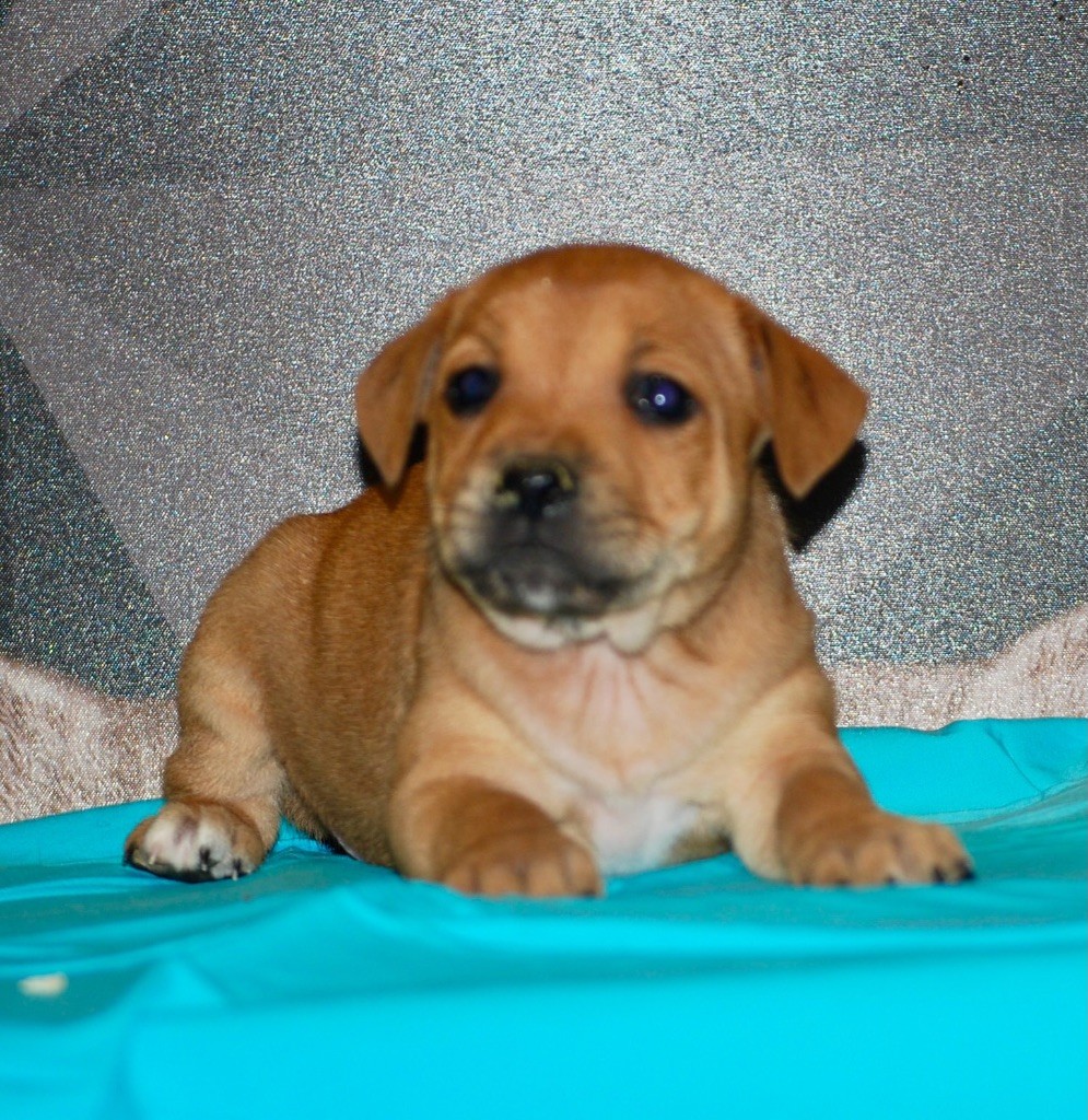 Zadatis - Chiot disponible  - Staffordshire Bull Terrier