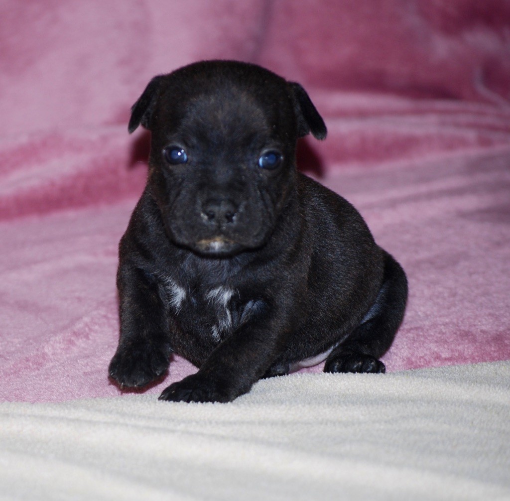 Zadatis - Staffordshire Bull Terrier - Portée née le 02/11/2020