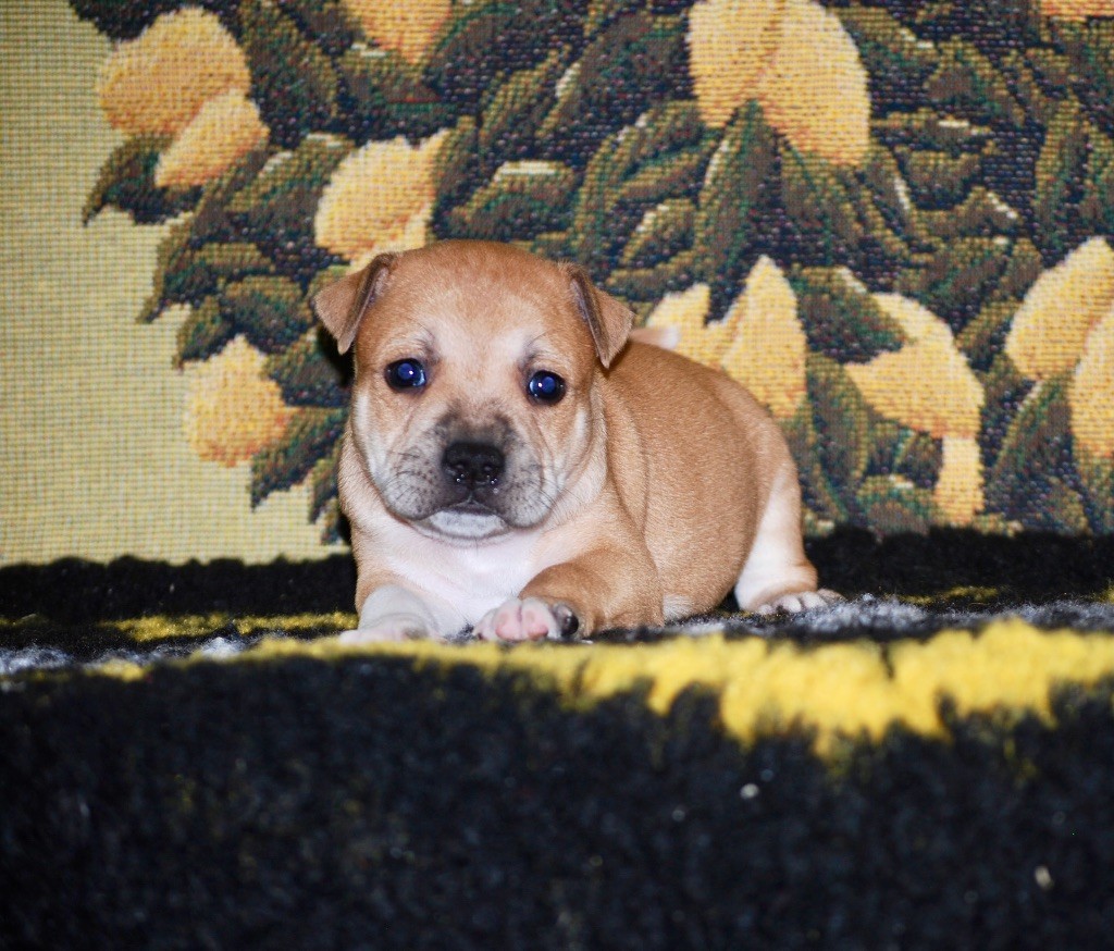 Zadatis - Chiot disponible  - Staffordshire Bull Terrier