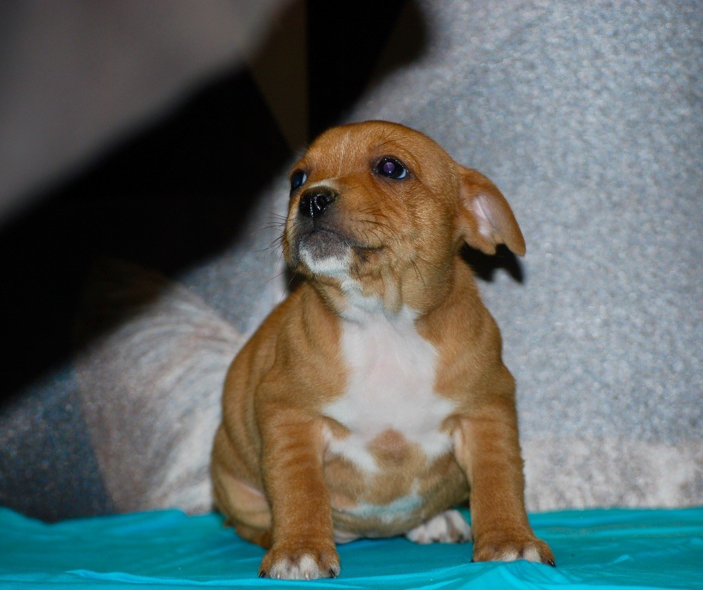 Zadatis - Chiot disponible  - Staffordshire Bull Terrier