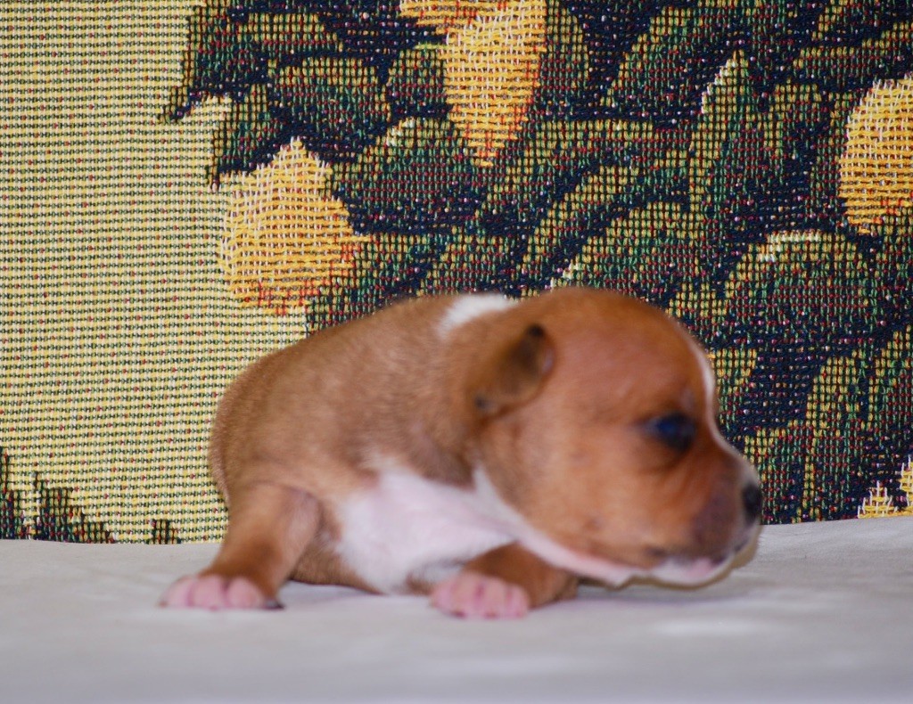 Zadatis - Chiot disponible  - Staffordshire Bull Terrier