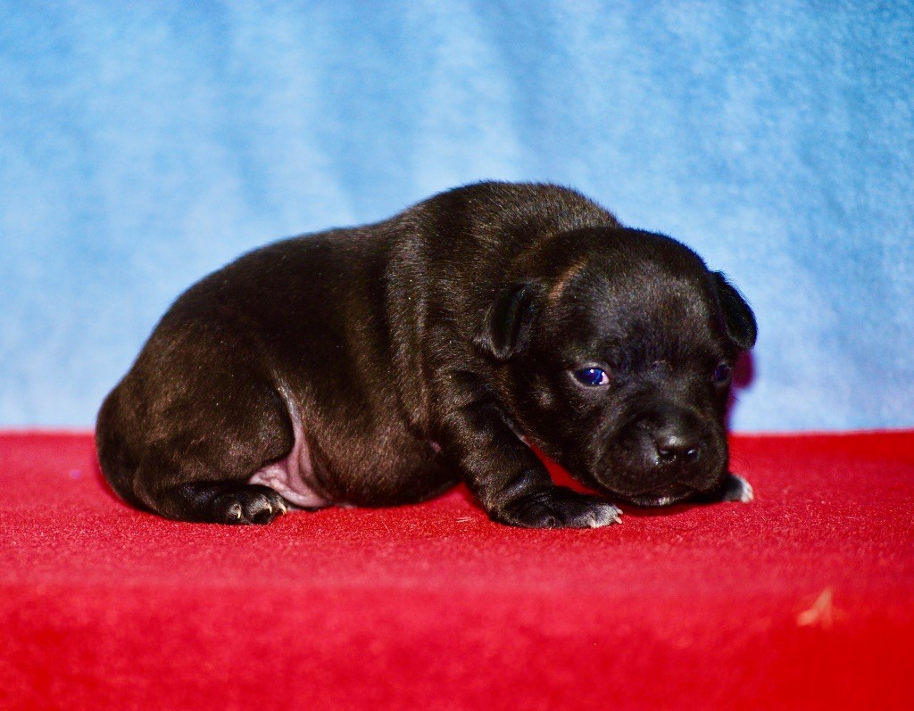 Zadatis - Chiot disponible  - Staffordshire Bull Terrier