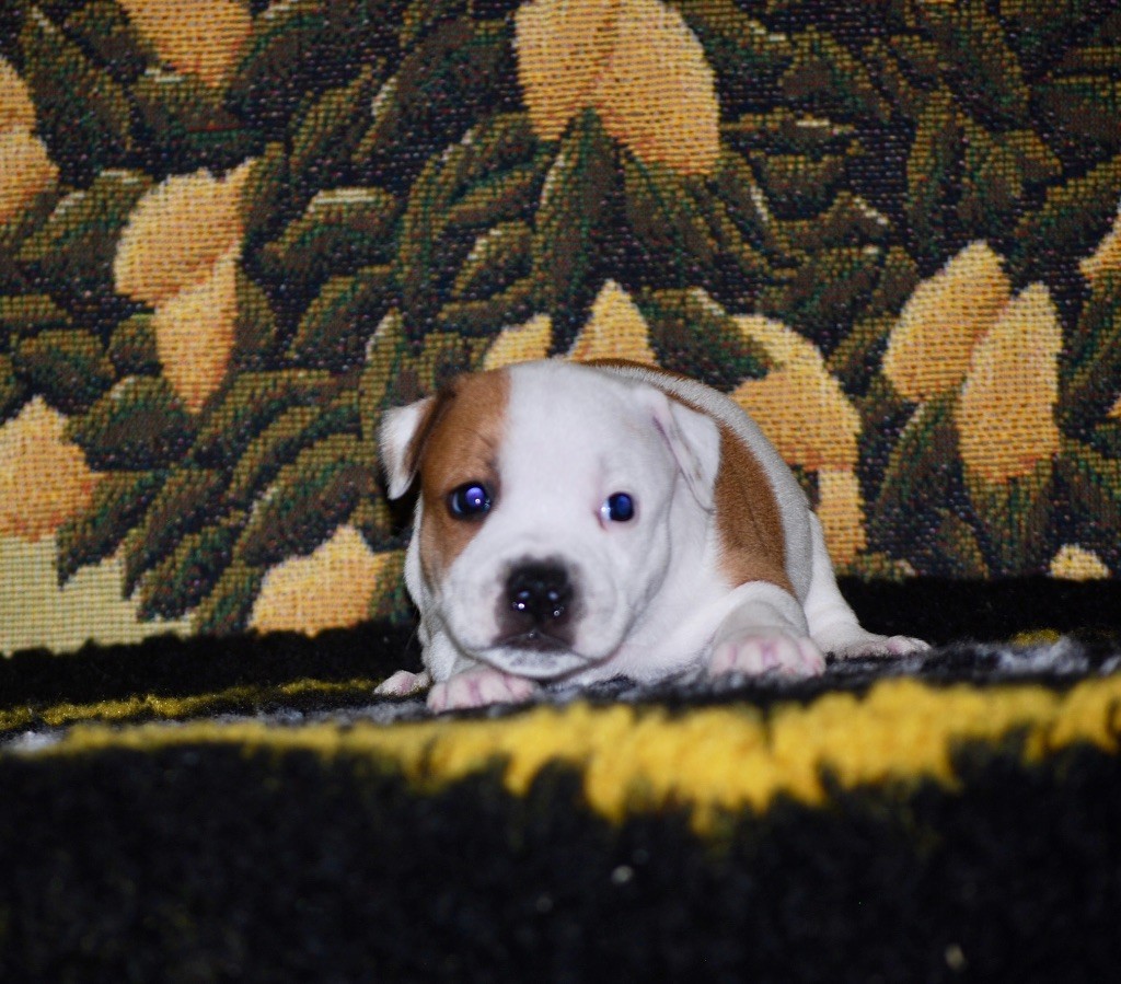 Zadatis - Chiot disponible  - Staffordshire Bull Terrier