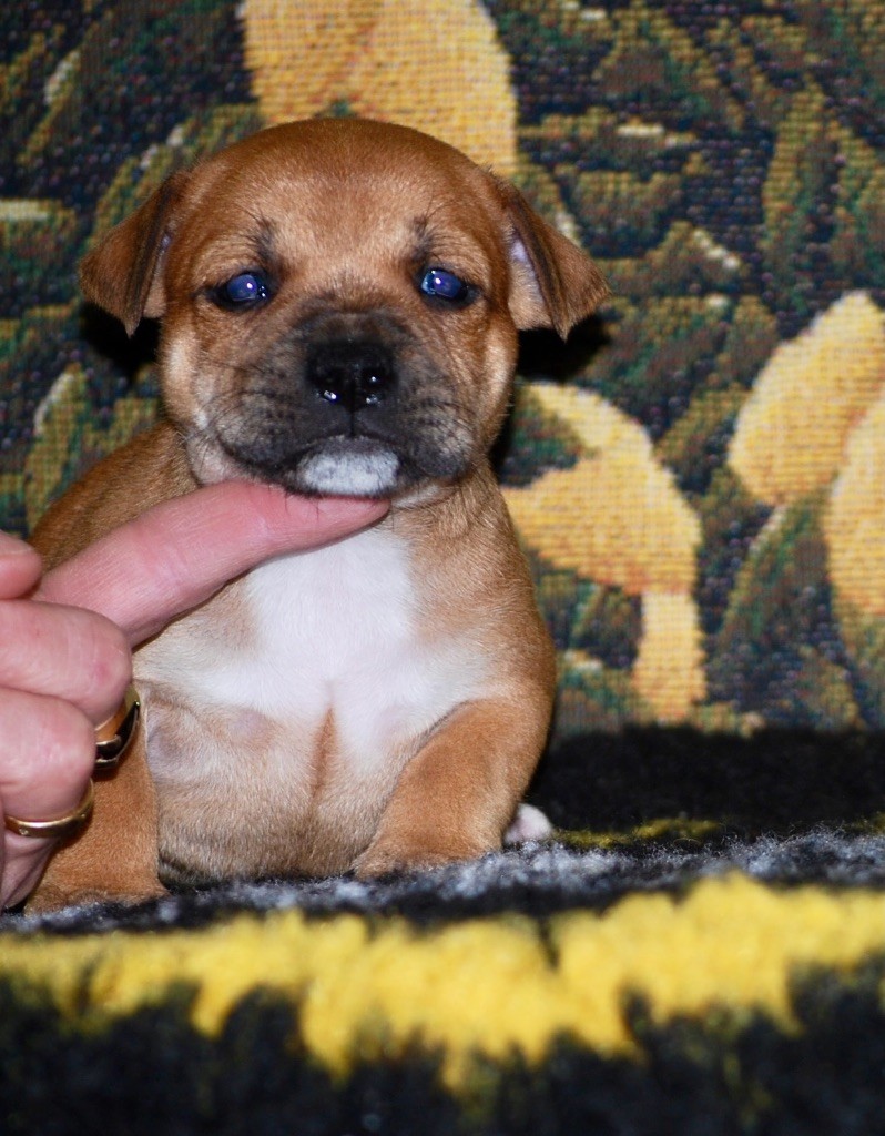 Zadatis - Chiot disponible  - Staffordshire Bull Terrier