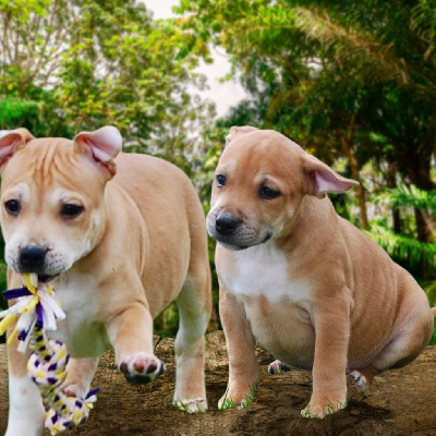 Zadatis - Staffordshire Bull Terrier - Portée née le 11/11/2024