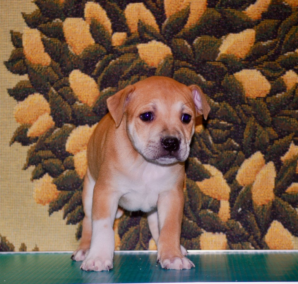 Zadatis - Chiot disponible  - Staffordshire Bull Terrier