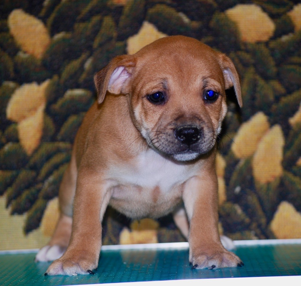 Zadatis - Chiot disponible  - Staffordshire Bull Terrier