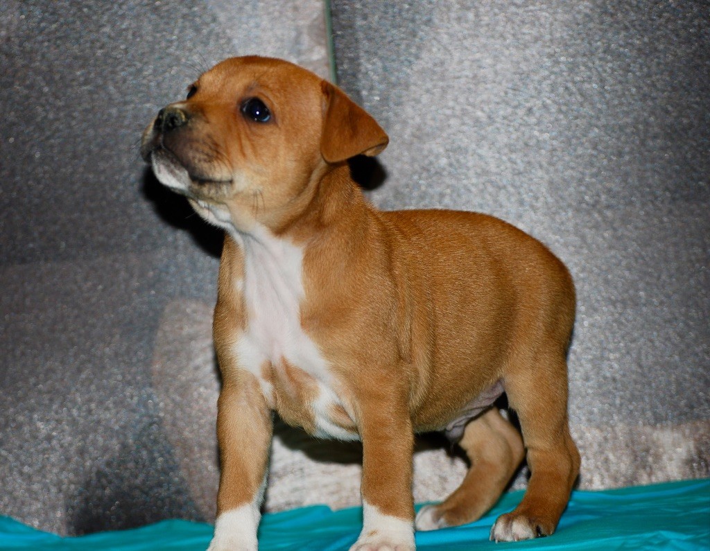 Zadatis - Chiot disponible  - Staffordshire Bull Terrier