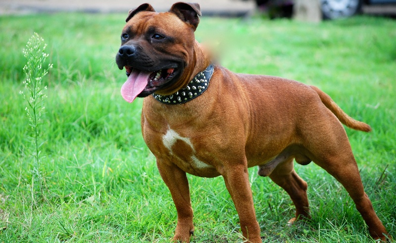 Junior doggy boy Imperial Red Bull