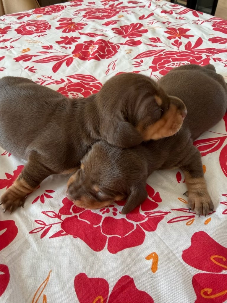 Magnifiques teckel poil ras