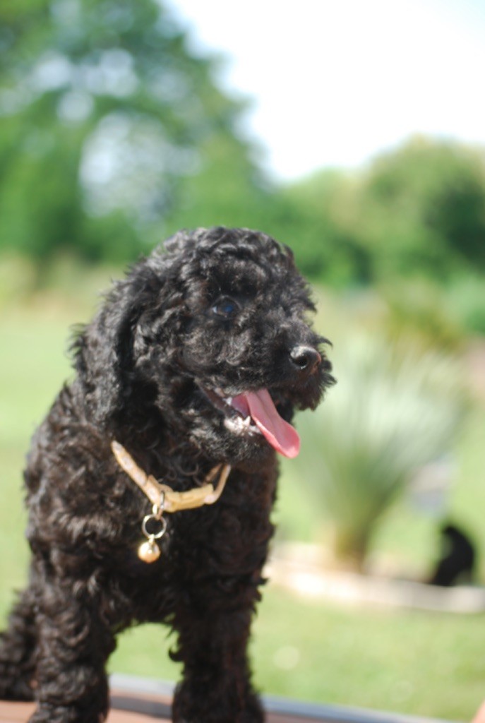 Zadatis - Chiots caniches disponibles 