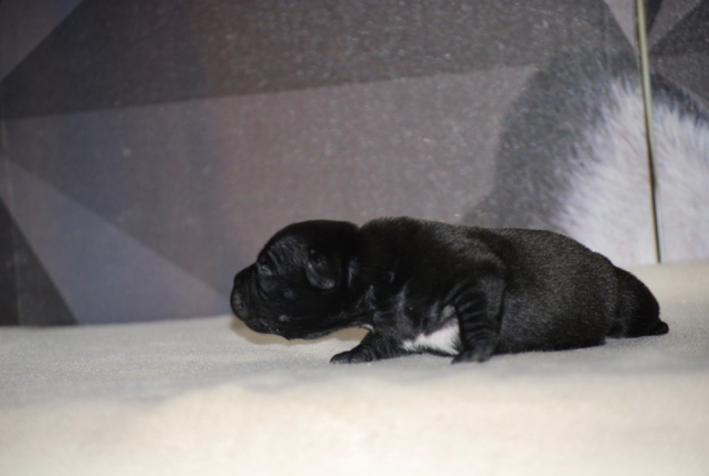 Naissance staffie noir 