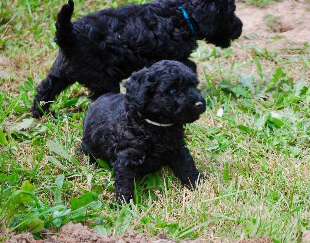Naissance de chiots caniches noirs 