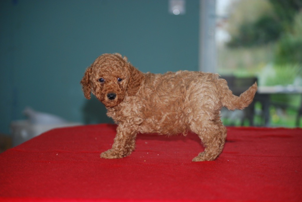 Superbes chiots caniche nain disponible 