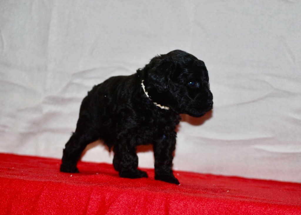 Naissance de chiots caniches noirs 