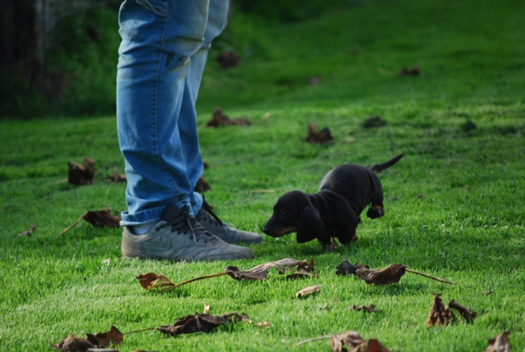 Magnifique femelle teckel poil ras 