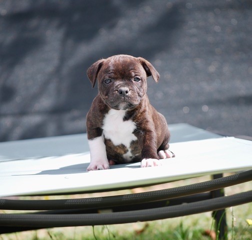 Bb staffie bientôt disponible 