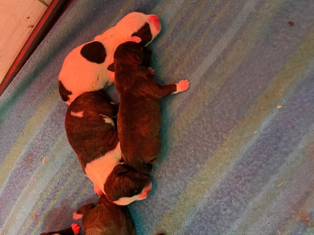 Zadatis - Chiots disponibles - Staffordshire Bull Terrier