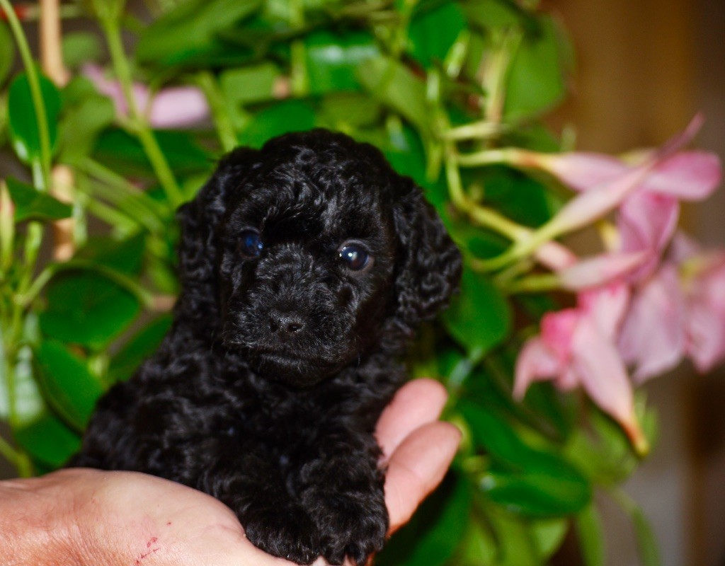 Zadatis - Chiots disponibles - Caniche