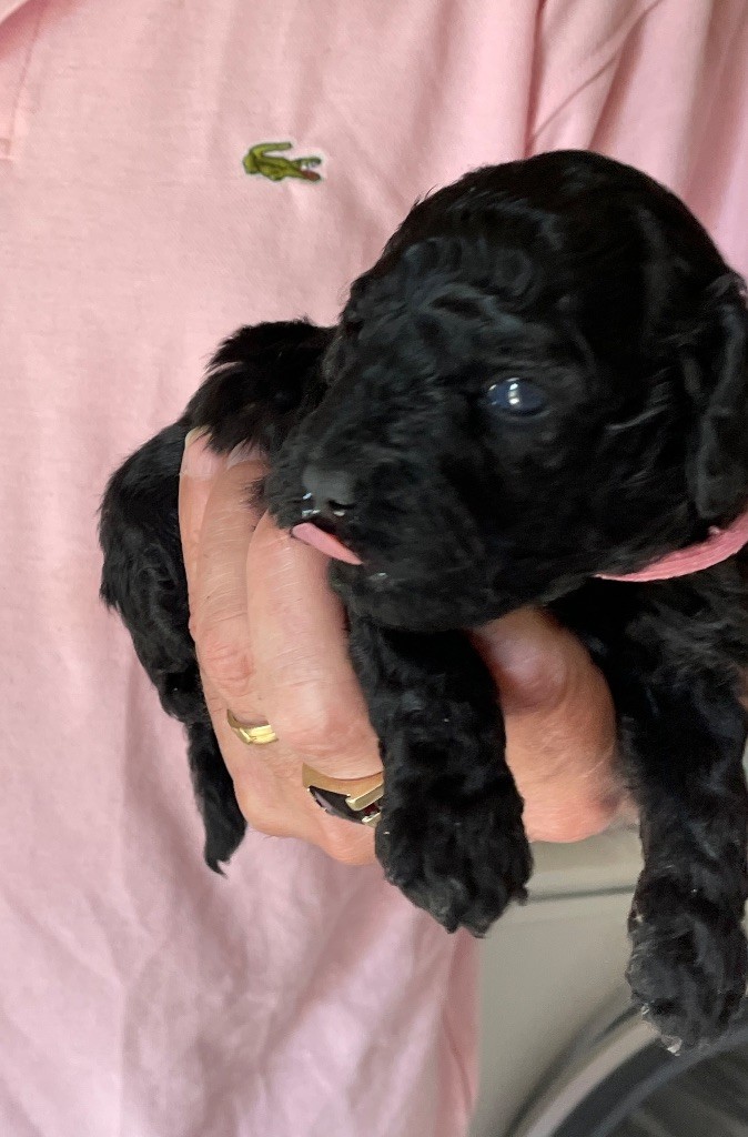 Zadatis - Chiots disponibles - Caniche