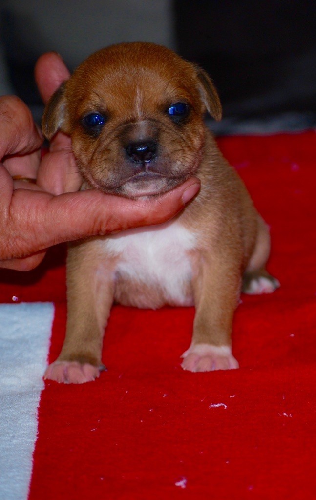 Chiot Staffordshire Bull Terrier Zadatis