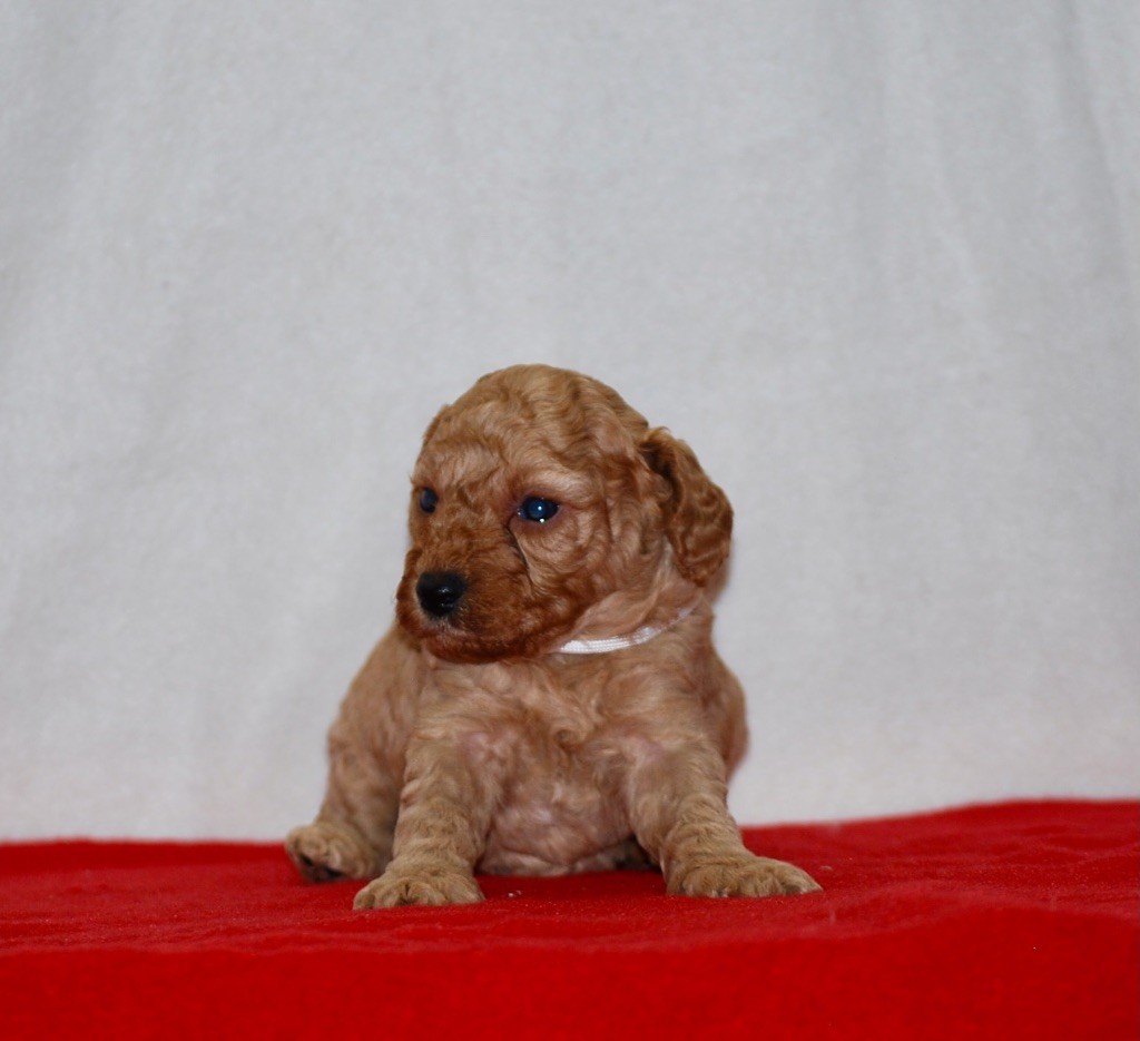 Zadatis - Chiots disponibles - Caniche