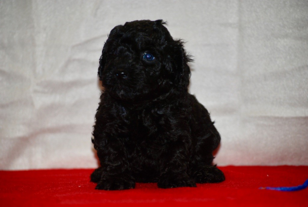 Zadatis - Chiots disponibles - Caniche