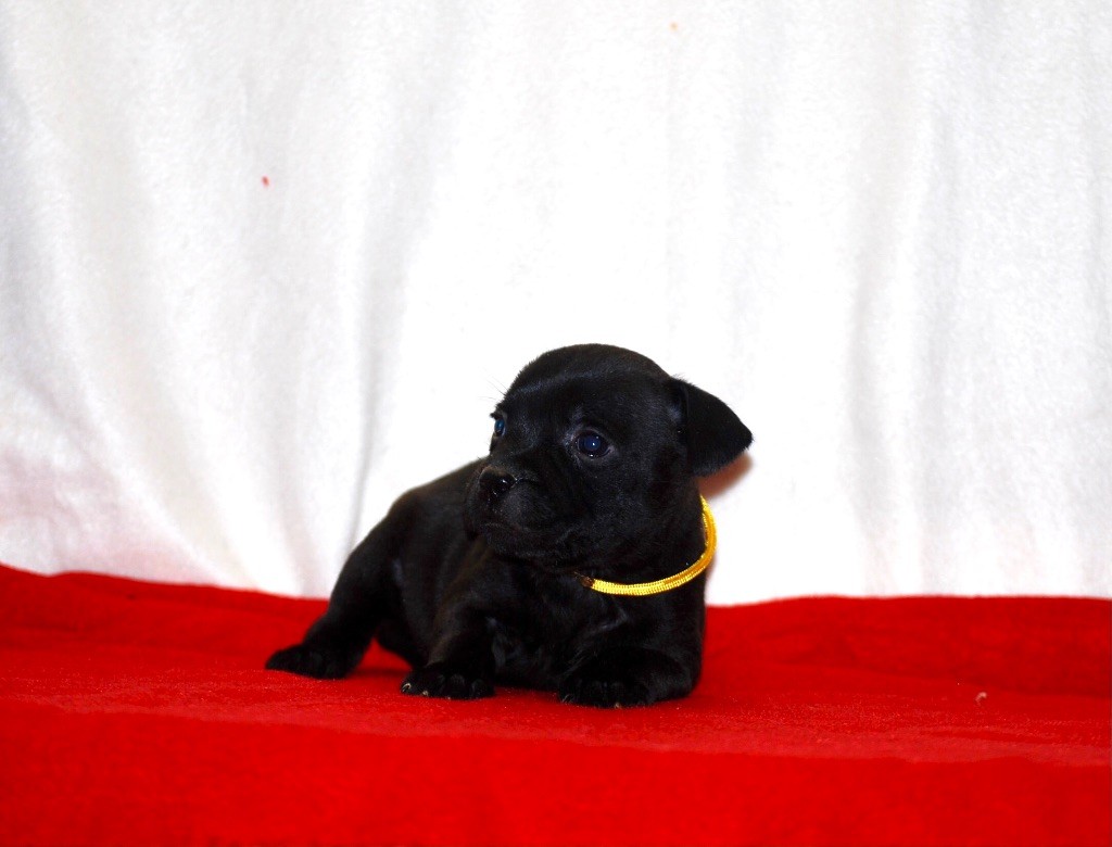 Zadatis - Chiots disponibles - Staffordshire Bull Terrier