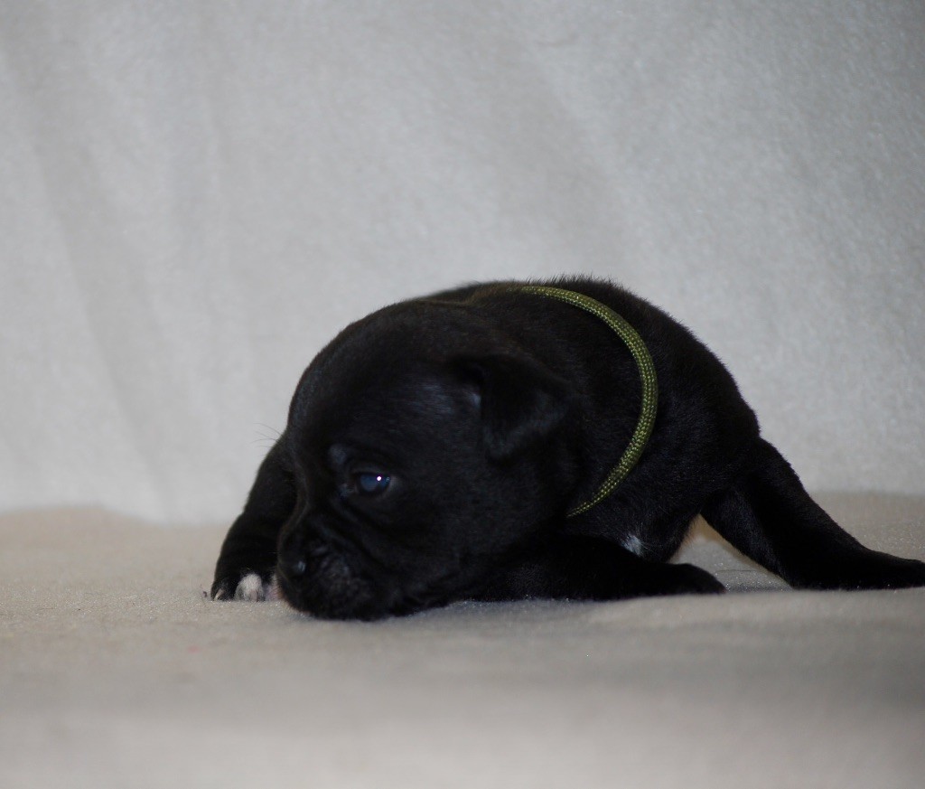 Zadatis - Chiots disponibles - Staffordshire Bull Terrier