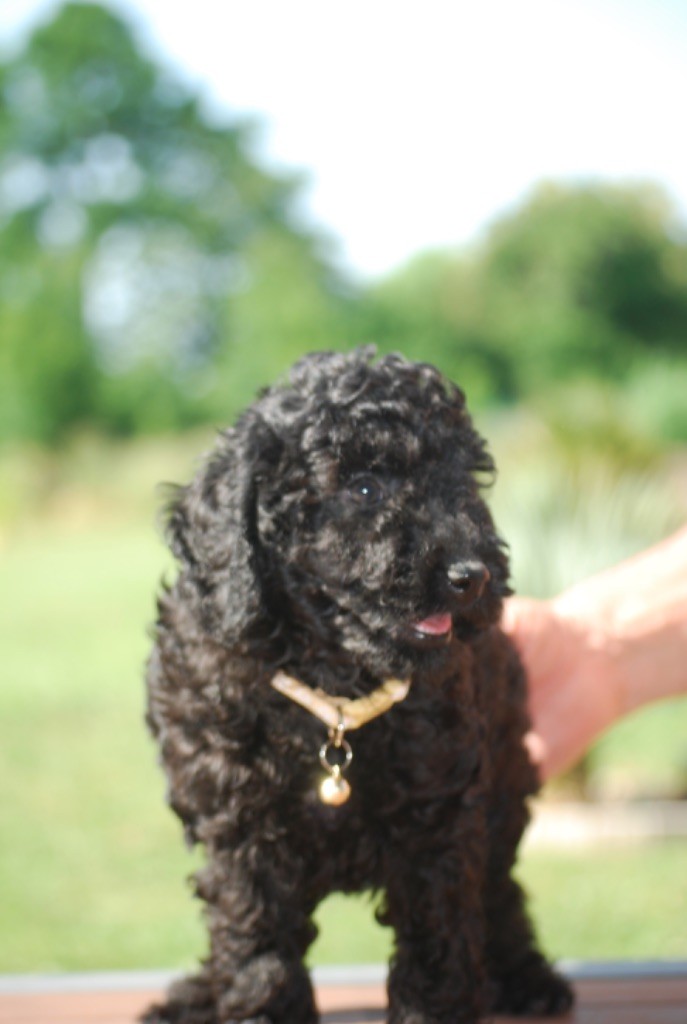 Zadatis - Chiots disponibles - Caniche