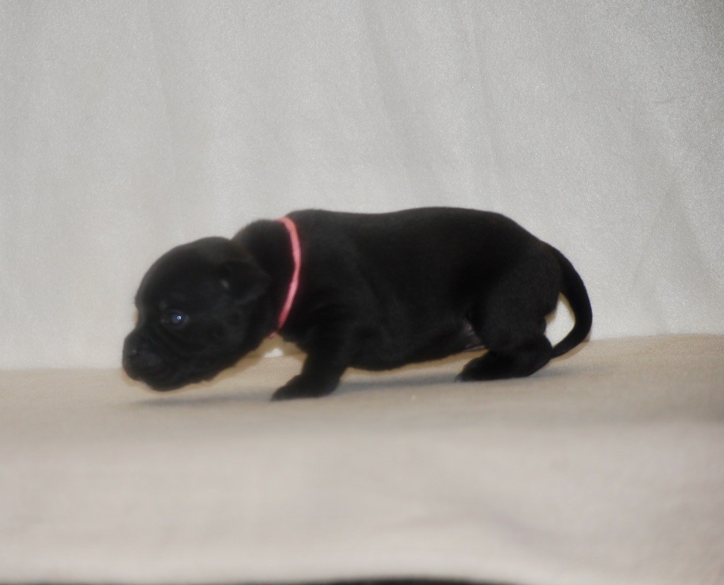 Zadatis - Chiots disponibles - Staffordshire Bull Terrier