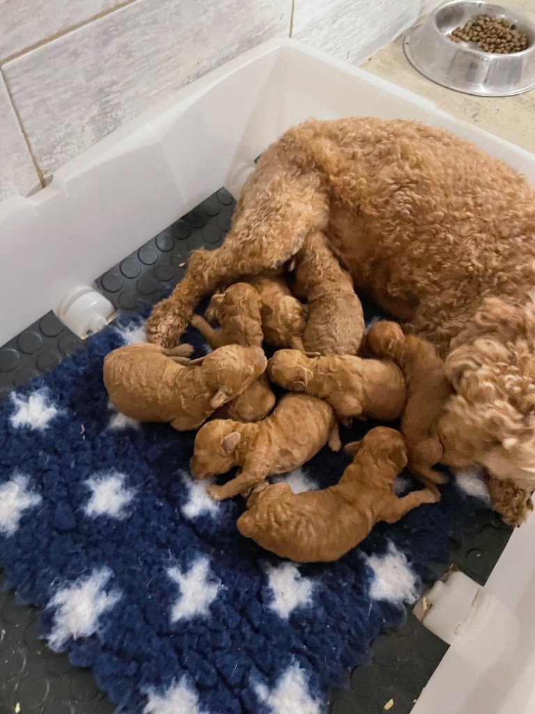 Chiot Caniche Zadatis