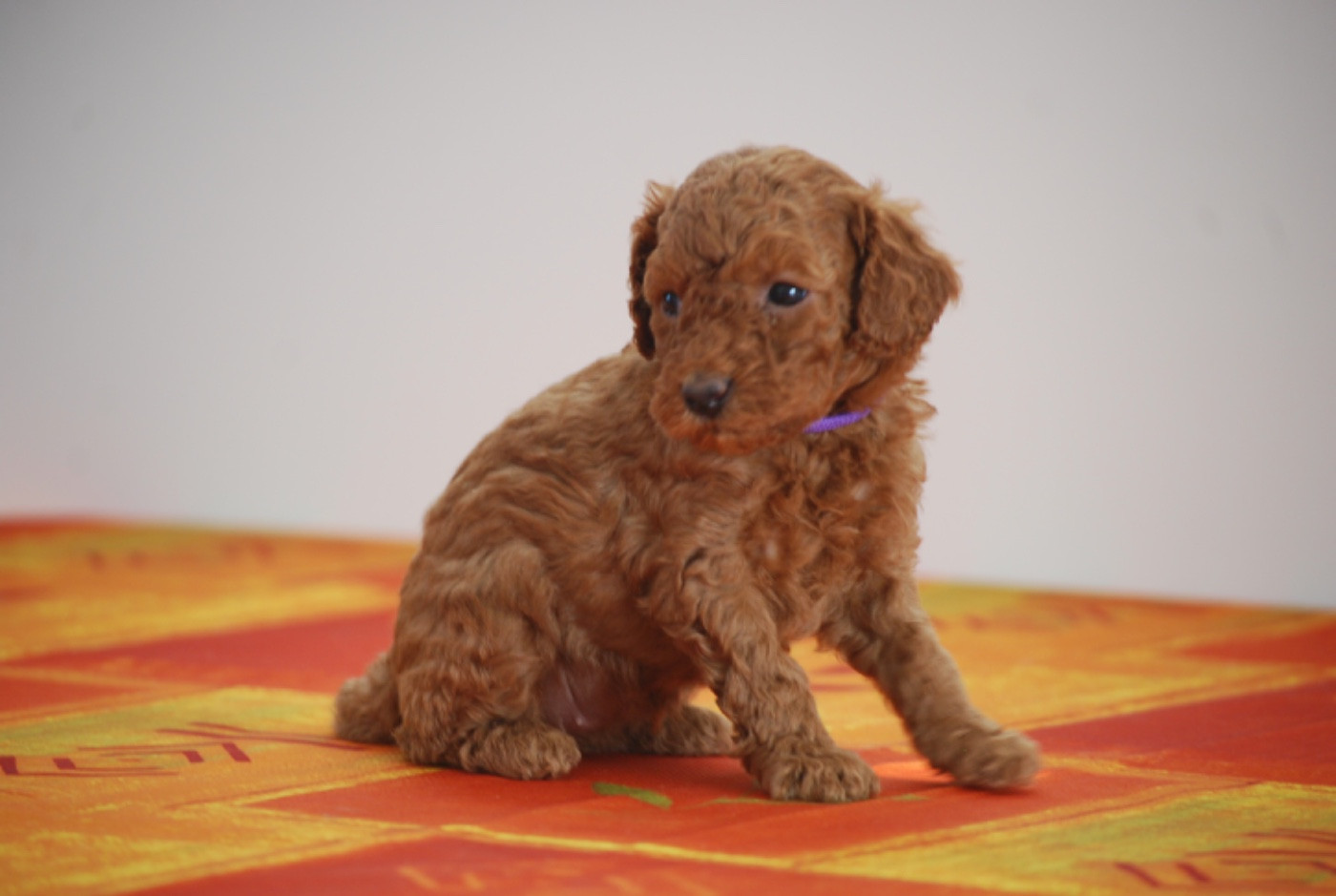 Zadatis - Chiots disponibles - Caniche