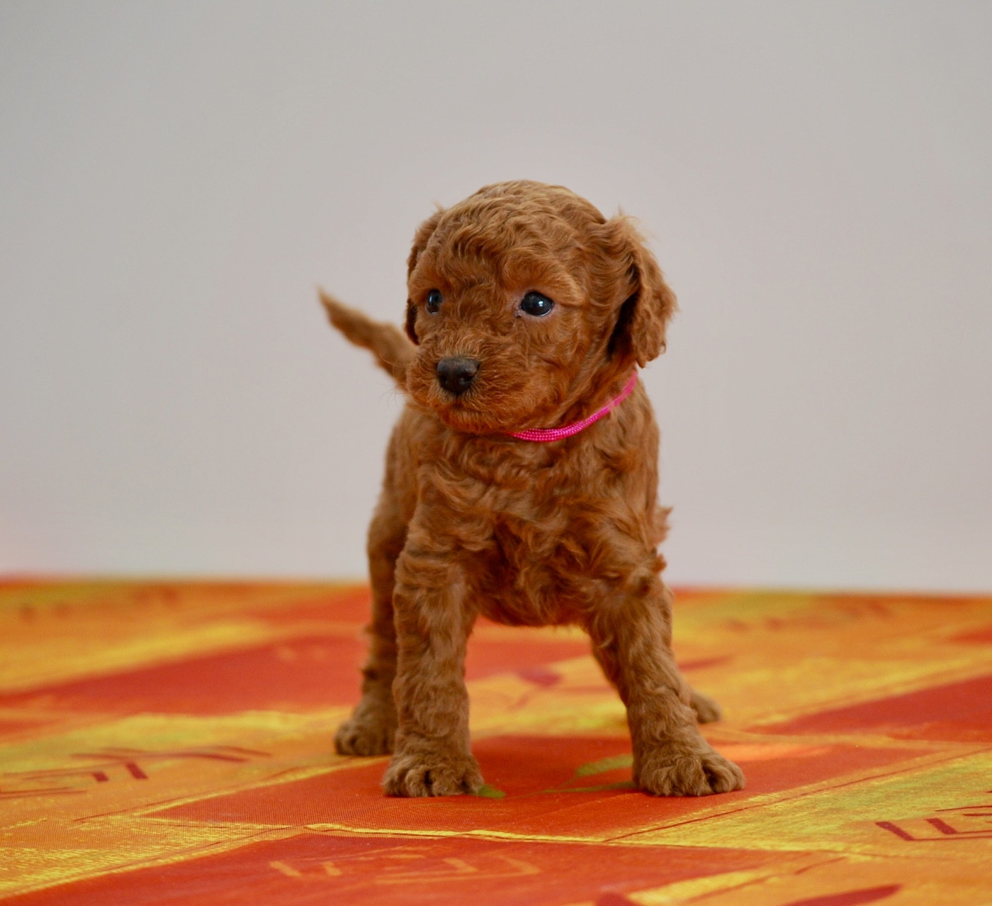 Zadatis - Chiots disponibles - Caniche