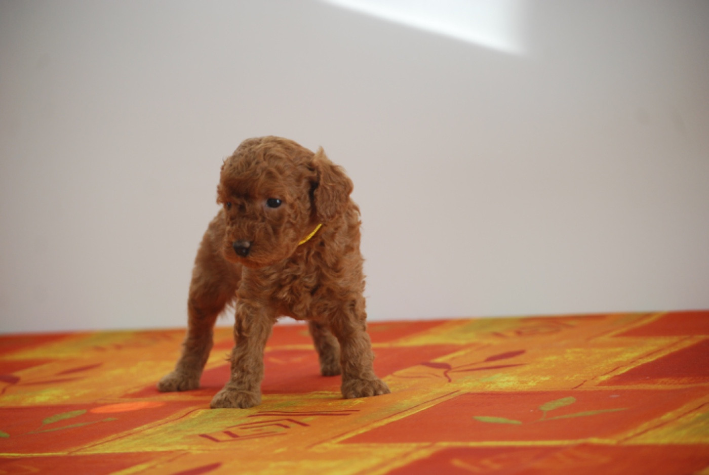 Zadatis - Chiots disponibles - Caniche