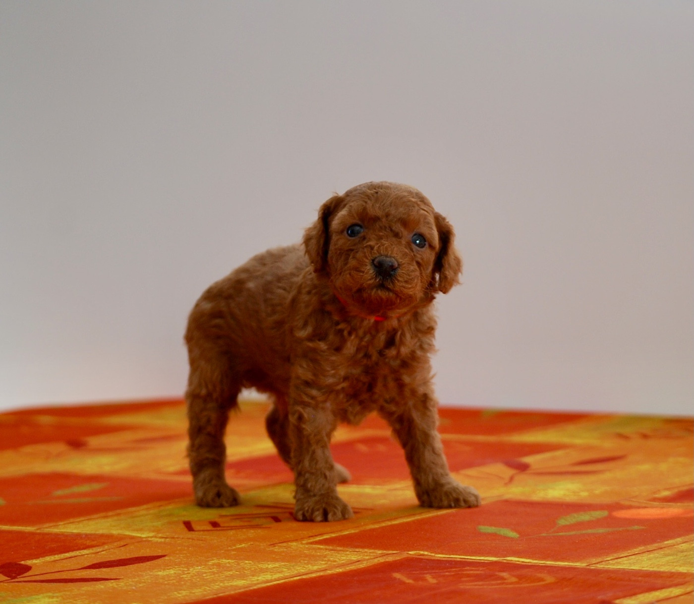 Zadatis - Chiots disponibles - Caniche