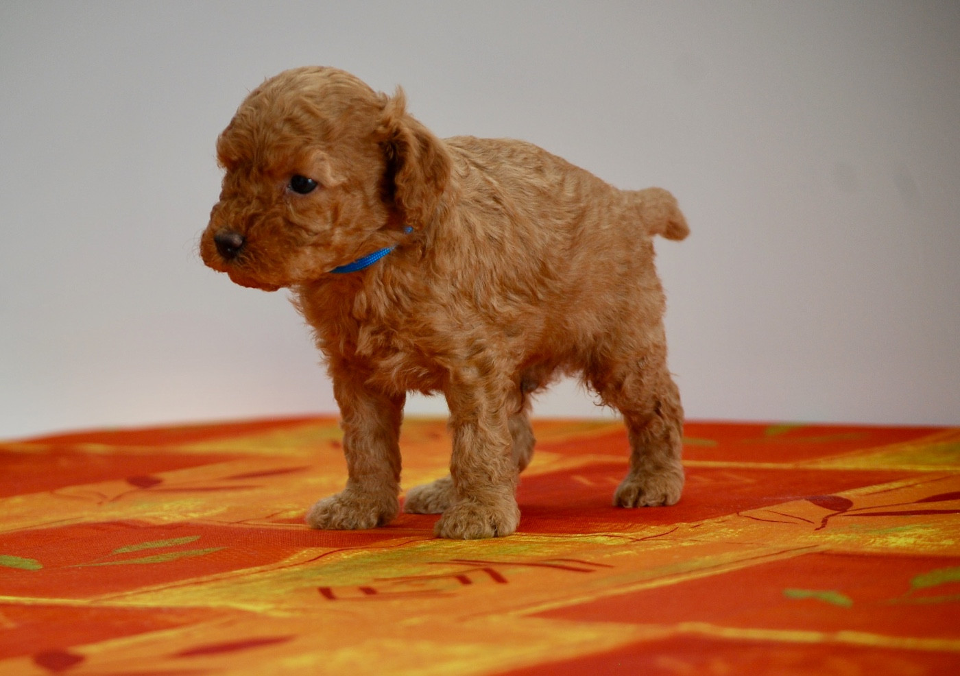 Zadatis - Chiots disponibles - Caniche