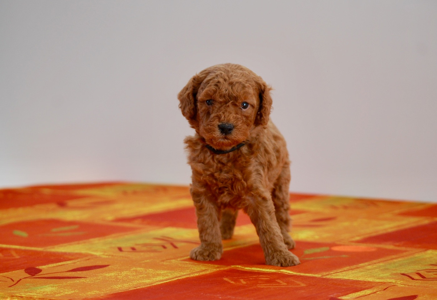 Zadatis - Chiots disponibles - Caniche