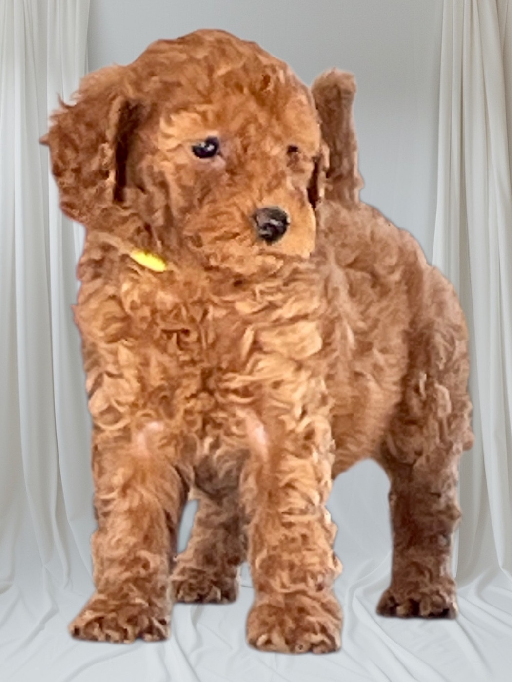 Zadatis - Chiots disponibles - Caniche